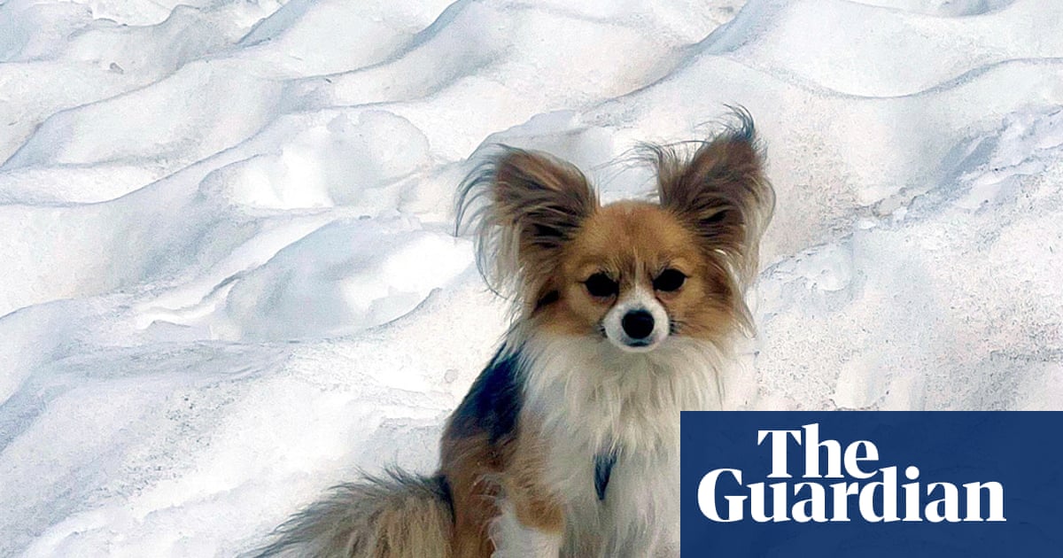 Tiny pet dog credited with helping to save hiker trapped in Swiss glacier | Switzerland
