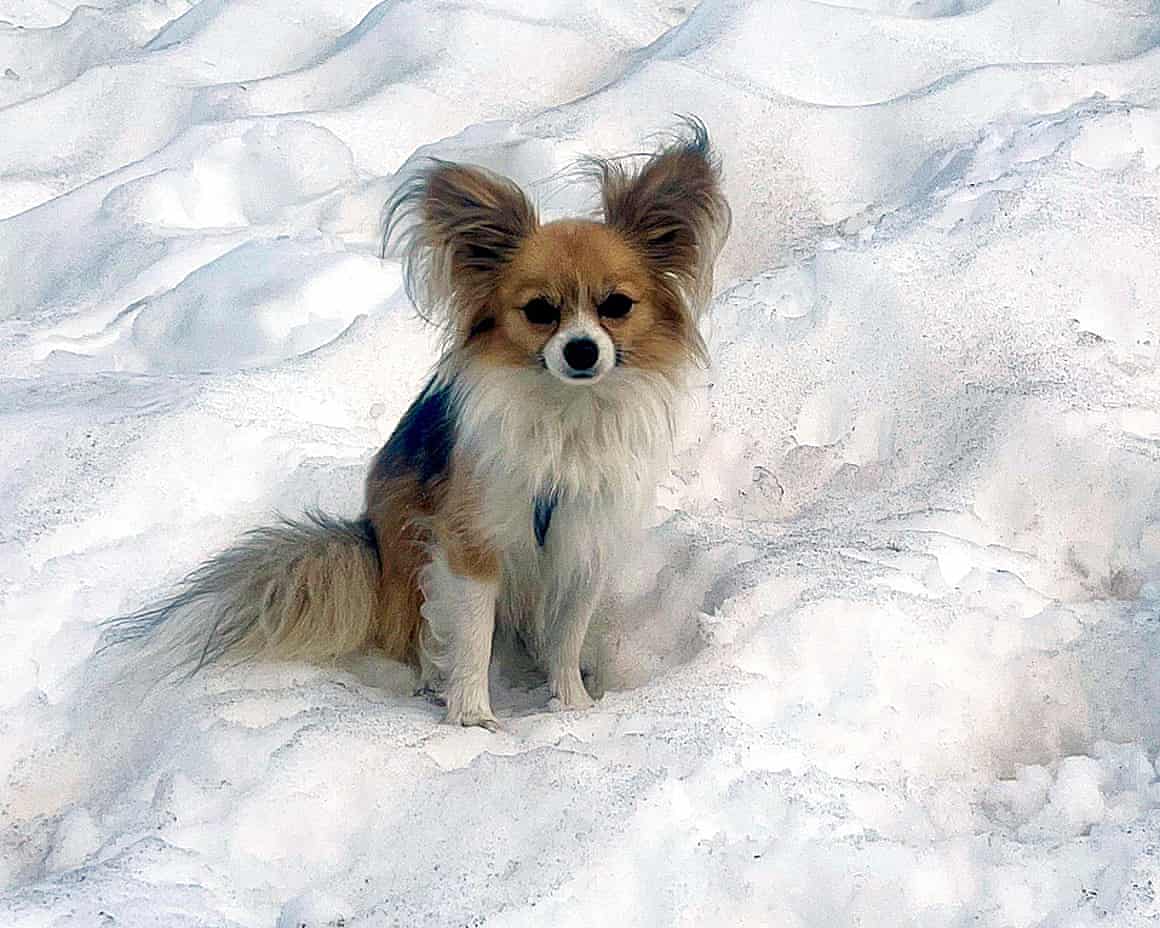 A little dog sitting in snow