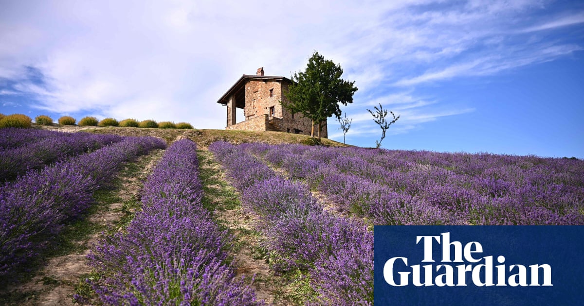 Италия лаванда Италия лаванда