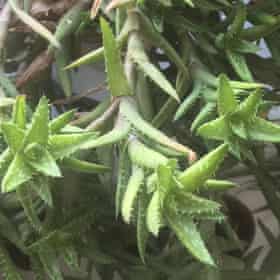 Aloe juvenna de Ellie