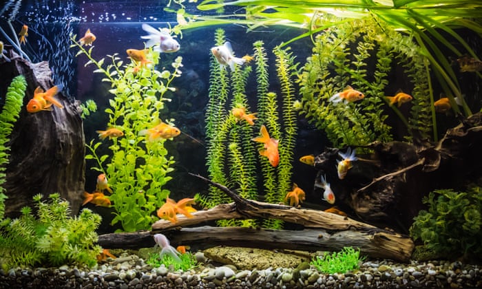 an underwater landscape in miniature life and style the guardian