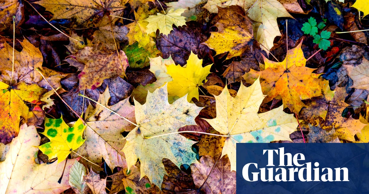 If you do just one gardening job this winter, make some leaf mould