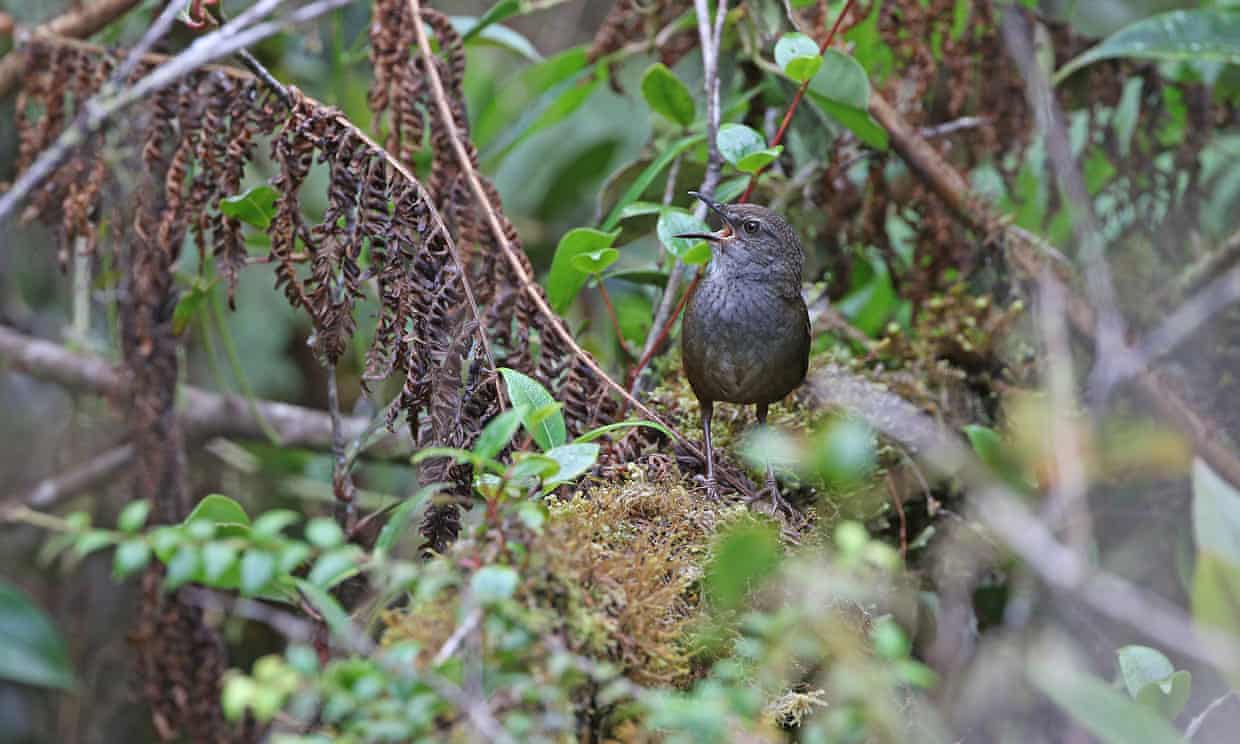 The Taliabu grasshopper-warbler, one of the five new species discovered. The majority of the birds identified by the study were discovered on islands’ little-explored highlands.