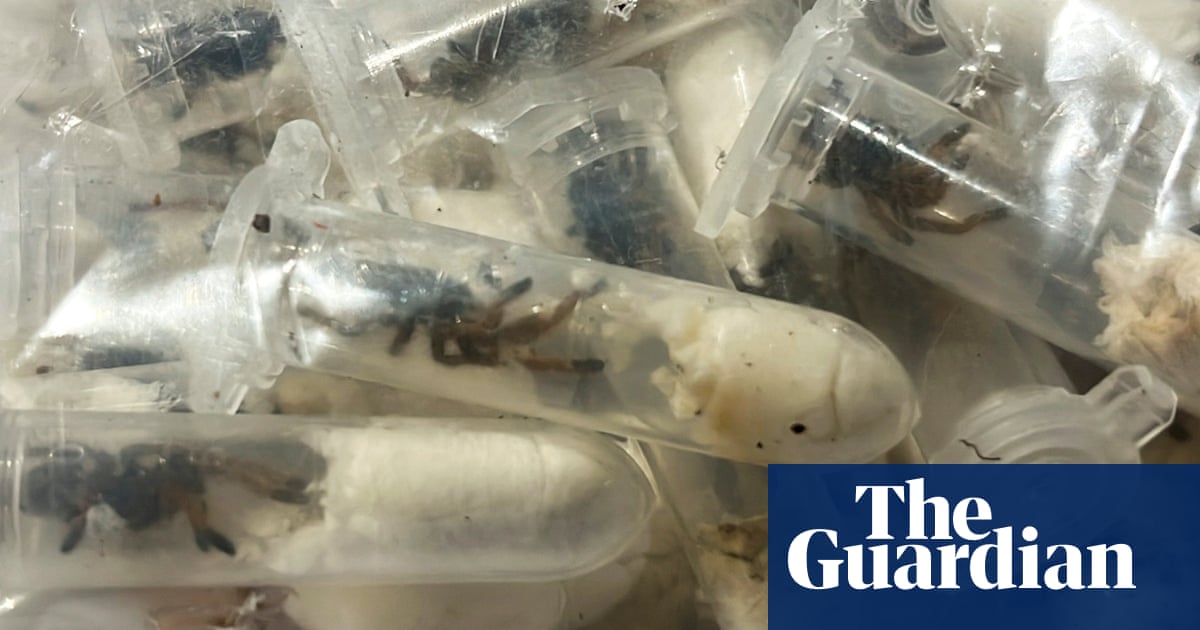 About 1,500 tarantulas found hidden in cake boxes at German airport