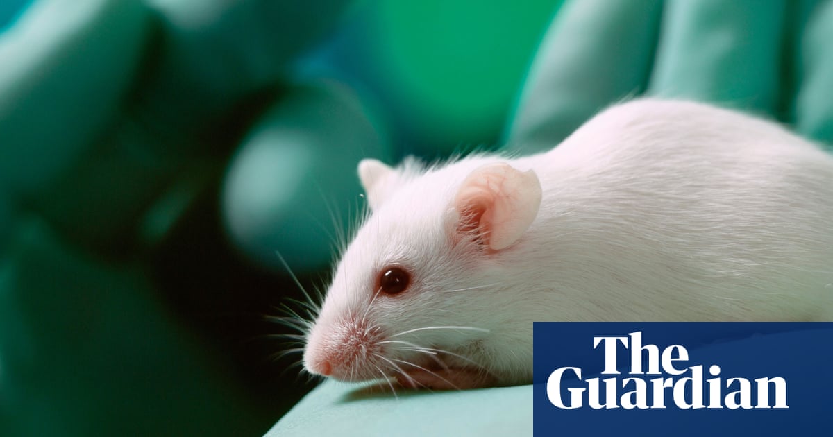 Therapy used on mice may transform spinal injury treatments, say scientists