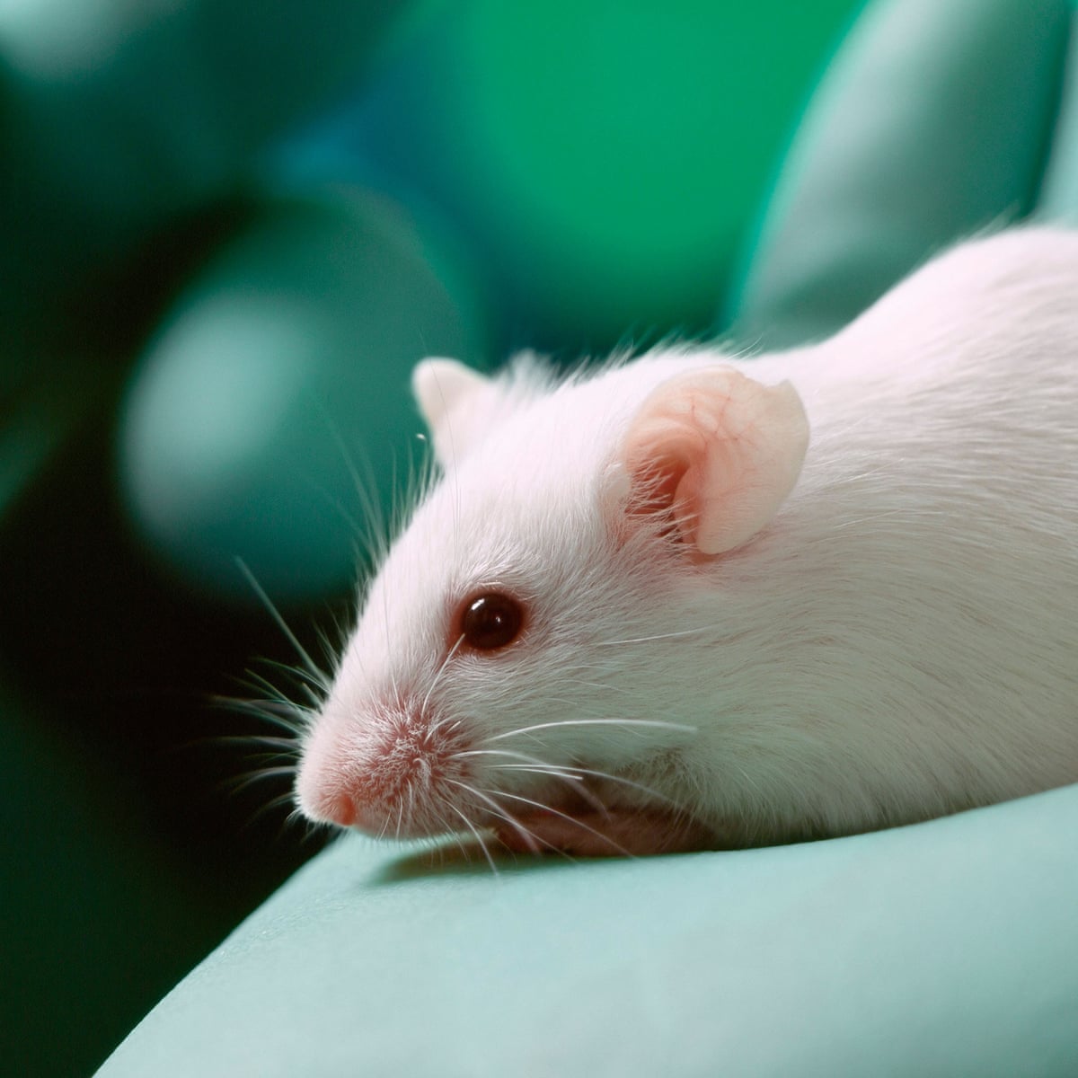 Why Science Is Being More Open About Animals In Research Science