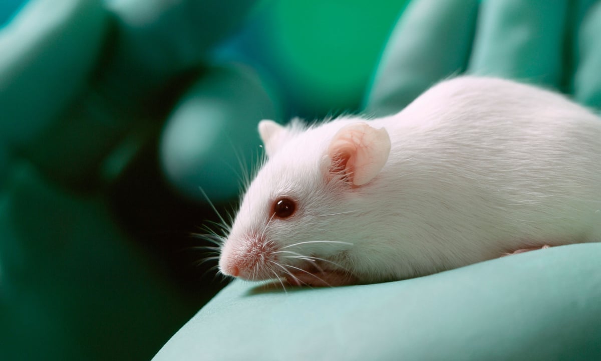 Why science is being more open about animals in research | Psychology | The  Guardian