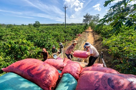 Coffee harvesting in Gia Lai, Vietnam