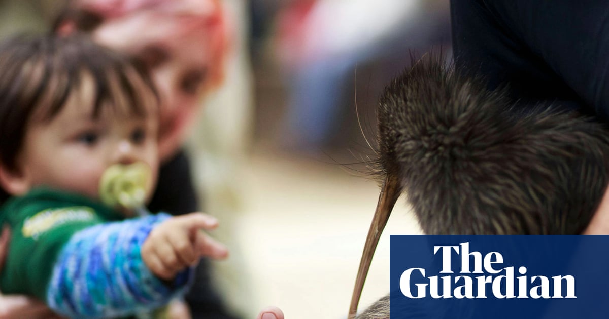 ‘Coming home’: kiwi enter parliament for first time as New Zealand marks conservation win