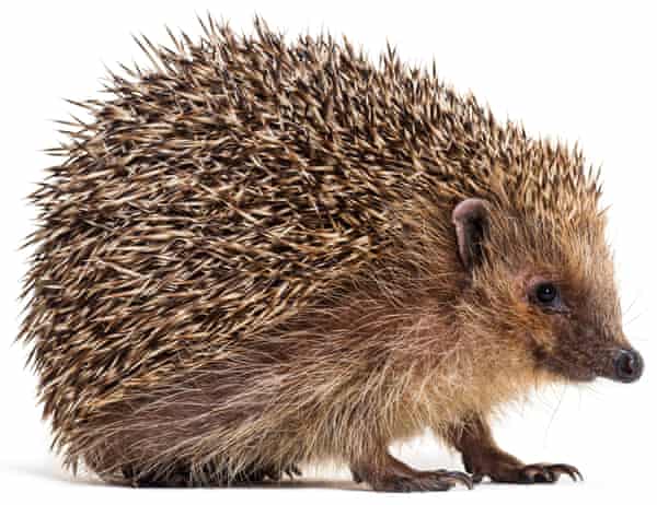 Hedgehog highways are being created on Scottish rail lines by making holes in the fencing that will not allow through anything larger than a hedgehog. Photograph: Life on white/Alamy width=