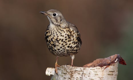 The mistle thrush (<em>Turdus viscivorus</em>) earned its rural name of stormcock from its far-reaching song heard even in stormy weather.