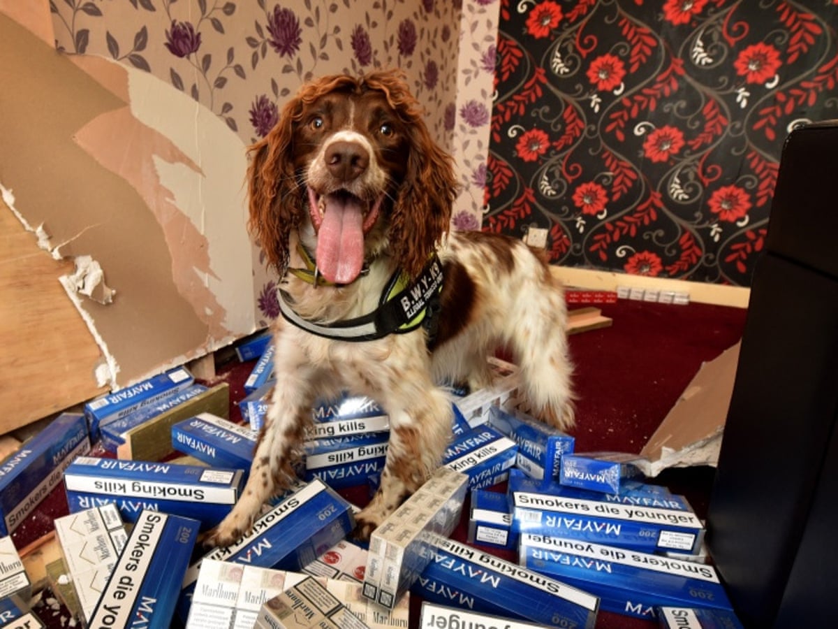 Can Sniffer Dogs Smell Sealed Cigarettes
