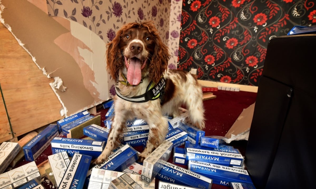 can sniffer dogs smell tobacco Gang hunt dog who has found illegal worth 6m | UK News Can Drug Dogs Smell Vapes