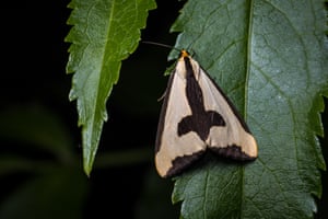 The clymene moth (Haploa clymene) also sports a distinctive pattern