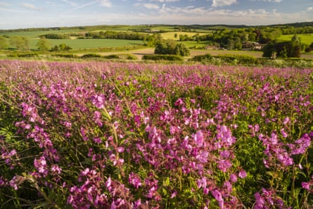 Red Campion growing on arable farmland in Kent, England.
