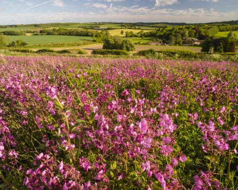 Red campion (Silene dioica) flowering mass, growing on arable farmland in evening sunlight, Kent, England.