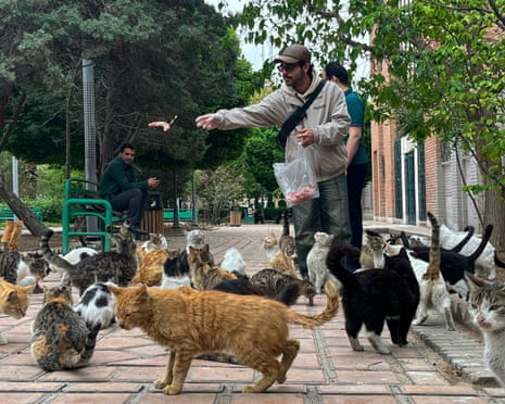 A man feeds stray cats in a park in Tehran amid the US-Iran ceasefire