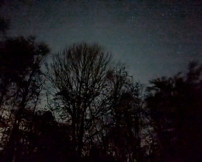 Country diary: My Black Friday? A night-time skulk in the woods | Nic Wilson