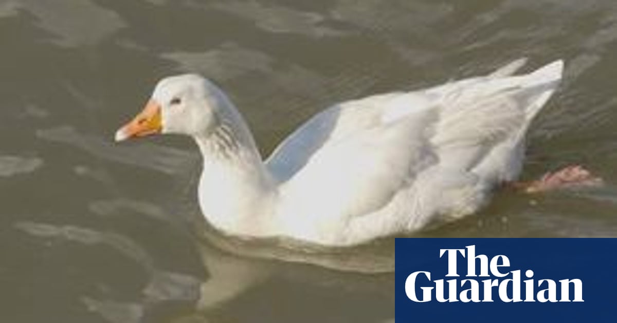 English town mourning Derek the Goose to erect statue in her honour