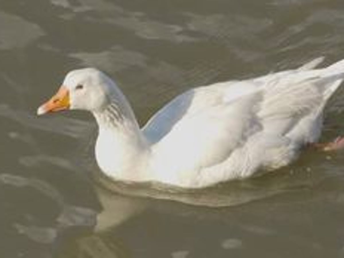 Download Embden Geese For Sale Near Me Gif