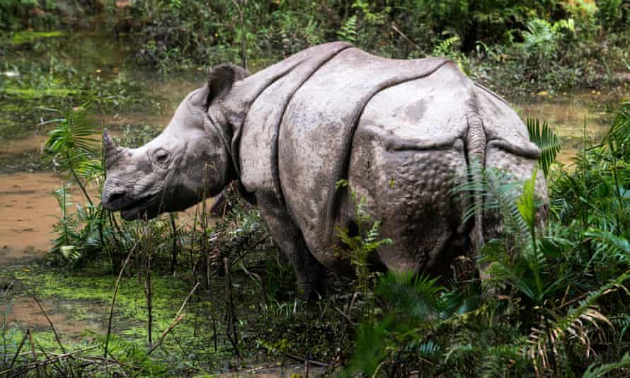 The one-horned rhinoceros in Nepal’s Chitwan national park.