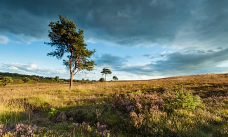 Much of Ashdown Forest is actually heath, dominated by pine, heather and gorse.