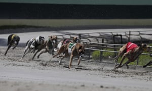 The Slow Death Of Us Greyhound Racing Sport The Guardian