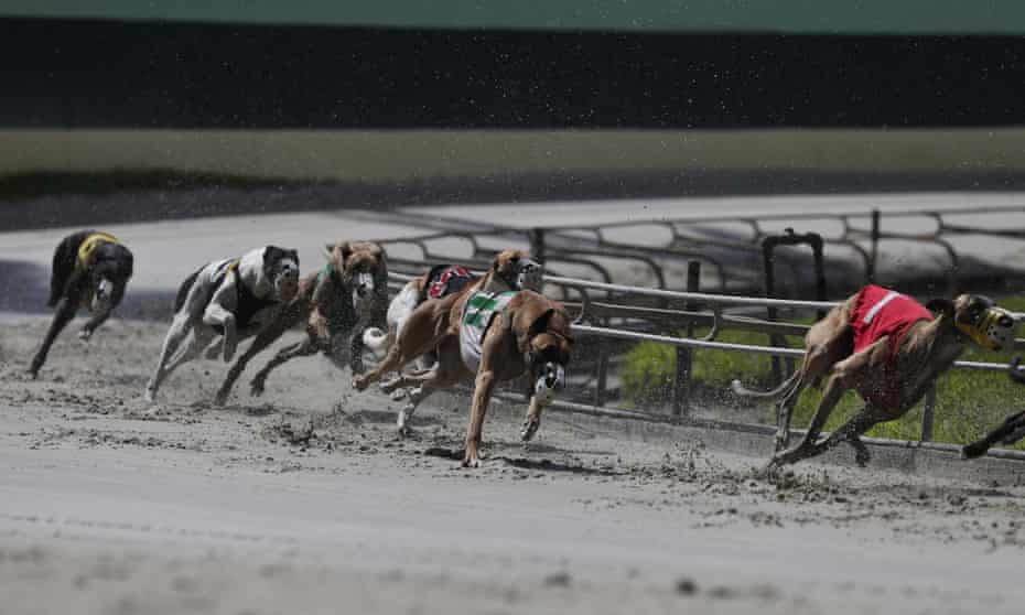 Greyhounds in action at the Palm Beach Kennel Club