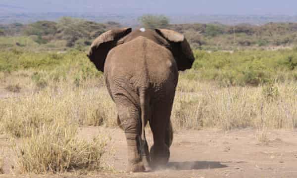 Can Elephants Walk Backwards