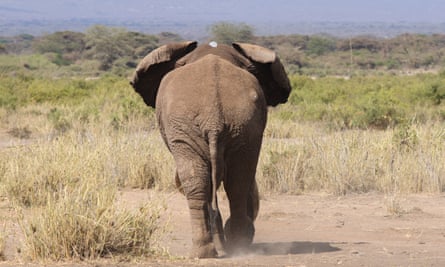 Elephant Tim walks off after having a tracking collar fitted in Amboseli National Park, Kenya, on 10 September 2016.