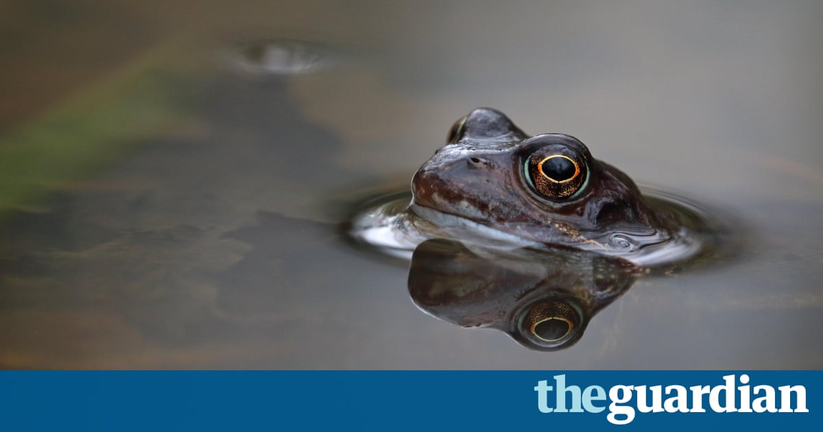 Gardeners may be spreading lethal frog disease throughout UK, study warns