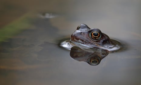 All species are susceptible to ranavirus but it most commonly affects Britain’s native common frog (Rana temporaria), pictured, and common toad species (Bufo bufo).