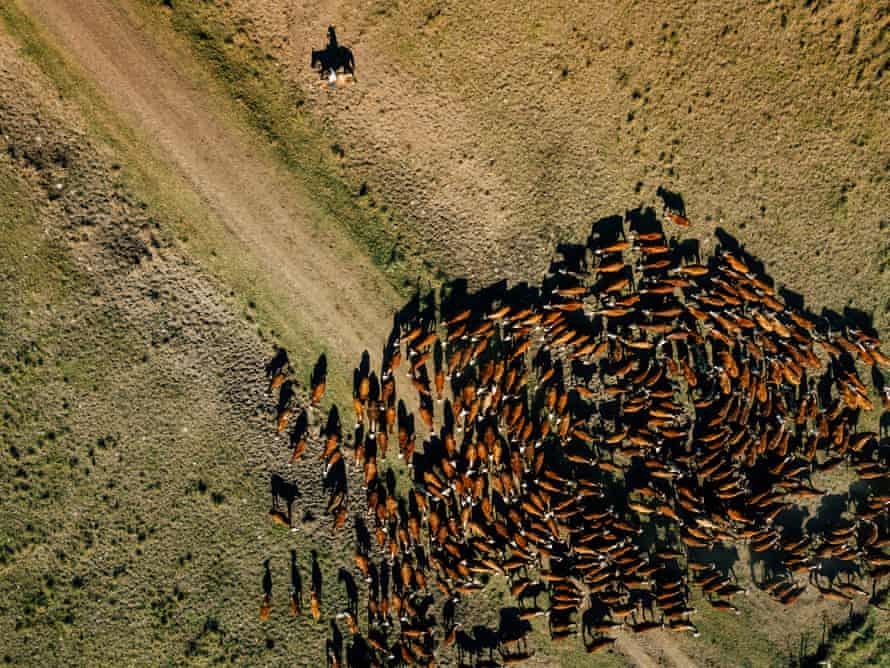 Gauchos herd cattle at Estancia Salinas in north-east Argentina