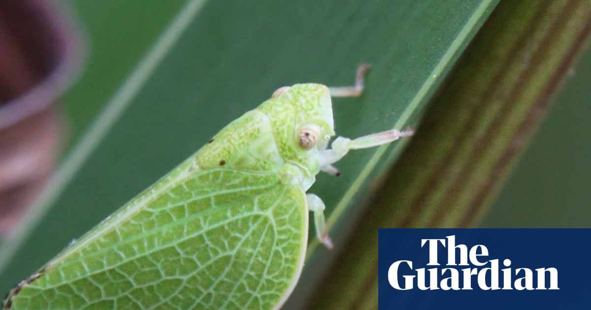 ‘Borrowed time’: crop pests and food losses supercharged by climate crisis
