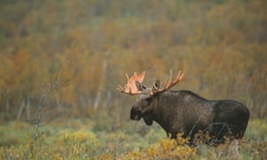 Wild moose in Sweden