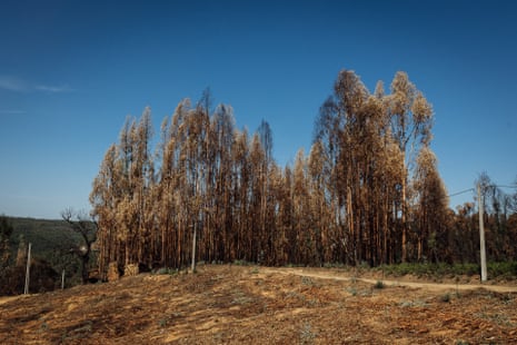 Burned eucalyptus trees near Moinho das Freiras