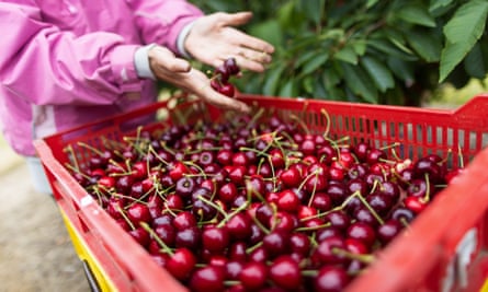 “Choose Your Own” orchards abound throughout the Young Cherry Festival.