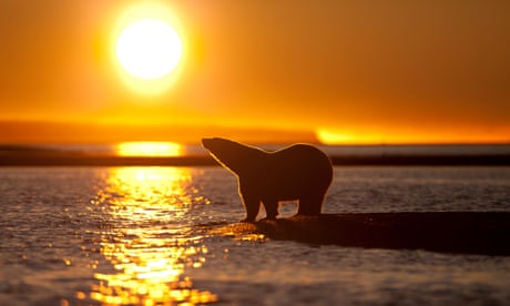 Stranded Polar Bears in Alaska<br>A stranded polar bear mother and her two cubs cross from the barrier islands outside Kaktovik to feed at dusk from a whale carcass left by Inupiat whale hunters. As the Arctic sea ice minimum retreats, over 700 miles from the shore, bears must either head north or swim south to land, as the ice breaks up, reducing the amount of time they can spend hunting on the sea ice. climate change global warming ice melting anthropocene