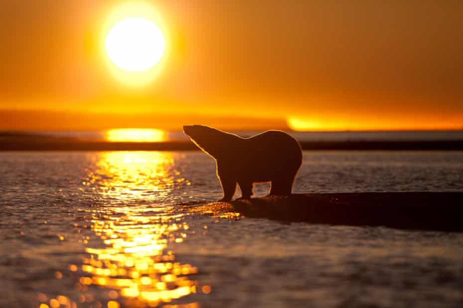 Stranded Polar Bears in Alaska