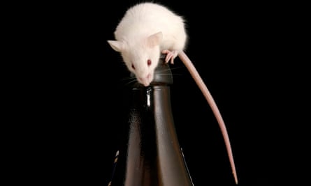 A mouse on a beer bottle