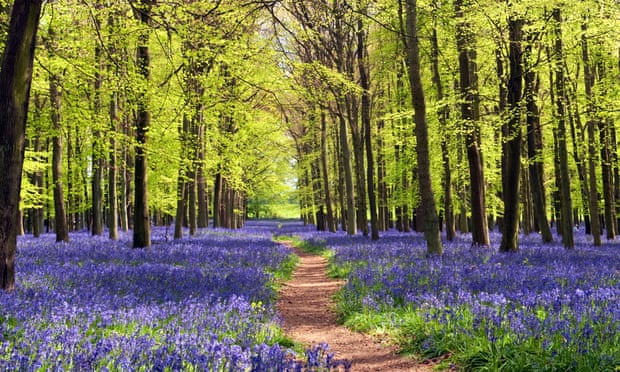 Bluebells and beech trees in Dockey Wood, Ashridge Estate, a National Trust site.