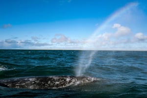 As lagoas do santuário são reconhecidas como um local importante para a reprodução da outrora ameaçada subpopulação oriental da baleia cinza do Pacífico Norte