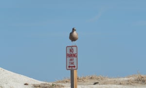Young Seagull perched on no parking post beach