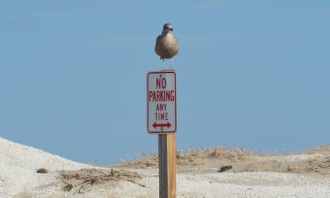 Young Seagull perched on no parking post