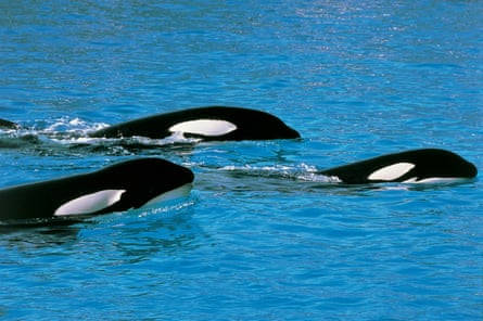Orcas on the hunt.