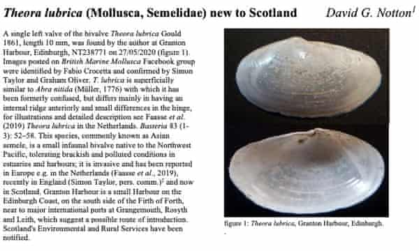 Page from Mollusc World about Theora Lubrica, new clam