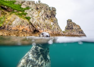 Grey seals show their playful side while swimming with divers, tugging on fins and getting up close with the cameras. The unique mottled markings of the semiaquatic animals are shown in stunning detail as they swim right past the photographer. Some images also show the seals poking their heads above the water. These stunning photos were taken in waters around the UK by wildlife photographer Brian Matthews.