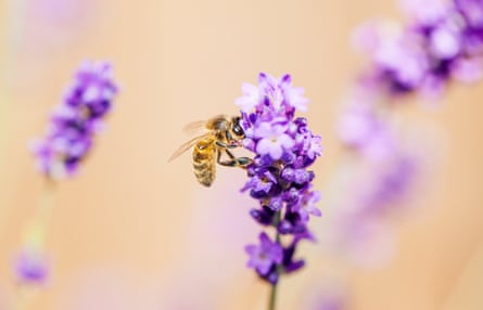 Honey bee drinking pollen from a lavender plant