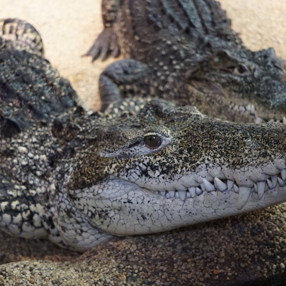 See You Later Trotting Alligators Many Crocodiles Can Gallop Animal Behaviour The Guardian See You Later Trotting Alligators Many Crocodiles Can Gallop Animal Behaviour The Guardian