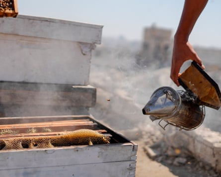A hand holds a smoker near a hive